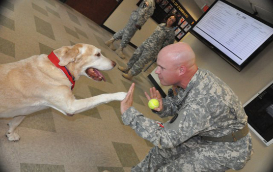 Gabe wins military hero dog award